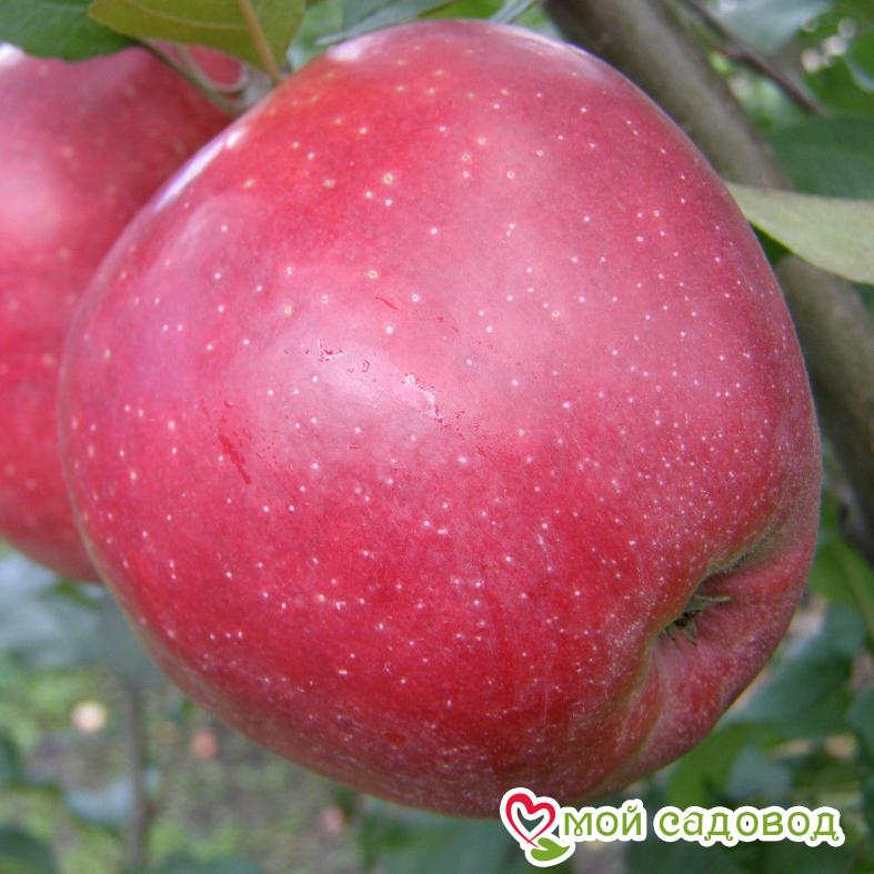 Яблоня Глостер