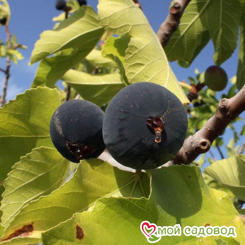 Инжир Красота Даши