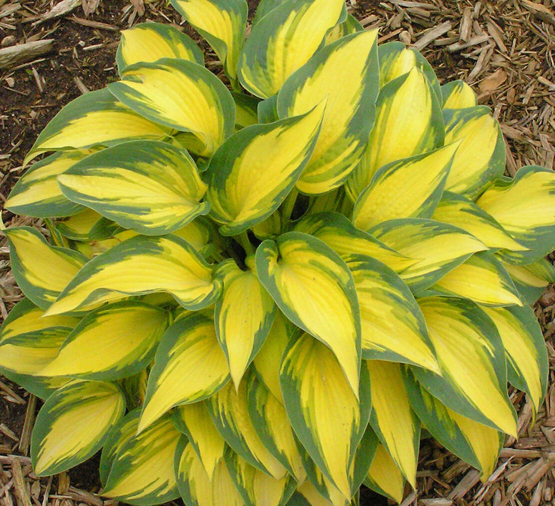 Хоста Ремембер Ми