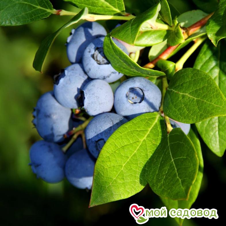 Голубика садовая высокорослая Аврора