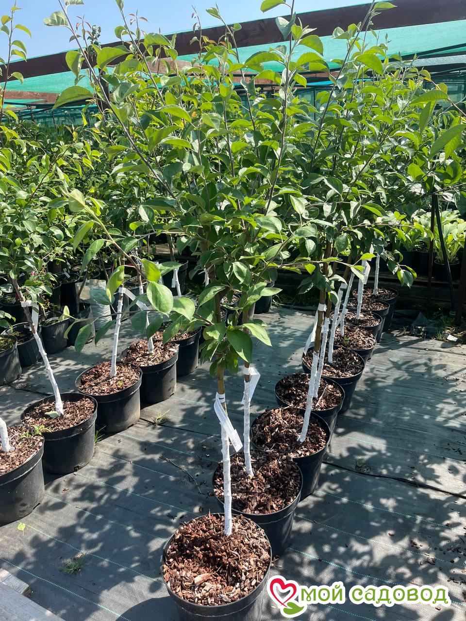 Яблоня плетистая Эдемская